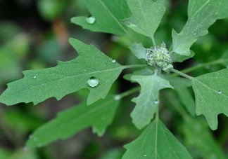 灰菜能生吃嗎？灰菜怎么做好吃