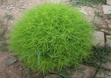 掃帚菜怎么吃？掃帚菜做法