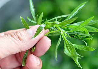 掃帚菜孕婦能吃嗎？孕婦可以吃掃帚菜嗎
