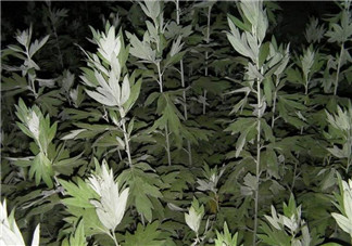 白蒿的食用禁忌 白蒿有什么食用禁忌？