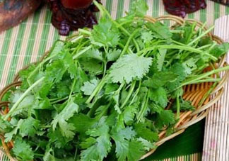 四月份可以種香菜嗎？四月份還能種香萊嗎？