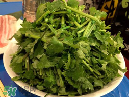 四月份可以種香菜嗎？四月份還能種香萊嗎？