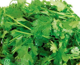 四月份可以種香菜嗎？四月份還能種香萊嗎？