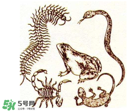 五毒日是哪幾天？2017年五毒日是哪幾天？