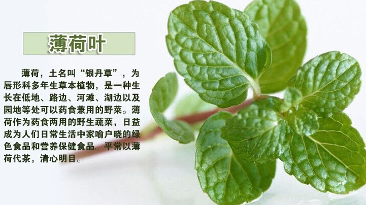 薄荷葉怎么吃？薄荷葉的吃法