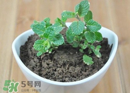 薄荷怎么養(yǎng)？薄荷怎么養(yǎng)才能爆盆