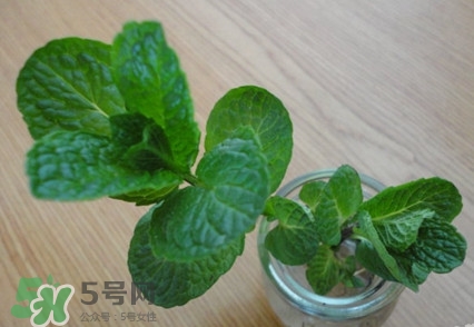 薄荷怎么養(yǎng)？薄荷怎么養(yǎng)才能爆盆
