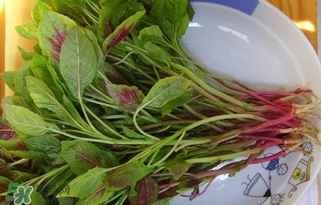 莧菜怎么洗？莧菜怎么擇