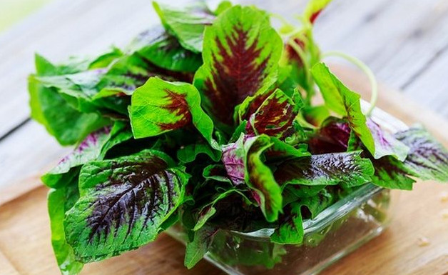 莧菜要焯水嗎？莧菜需要焯水嗎