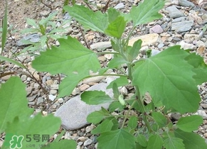 胃酸過(guò)多吃灰灰菜有好處嗎？胃酸過(guò)多能吃灰灰菜嗎