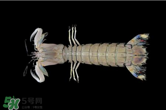 皮皮蝦有黃嗎？皮皮蝦什么時(shí)候有黃？