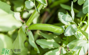 什么人不能吃蠶豆？吃蠶豆的禁忌人群