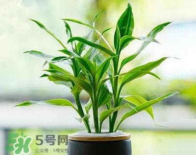 富貴竹可以和百合一起養(yǎng)嗎？富貴竹可以和什么花養(yǎng)？