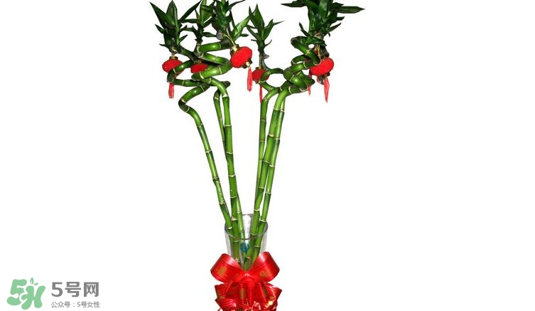富貴竹可以和百合一起養(yǎng)嗎？富貴竹可以和什么花養(yǎng)？