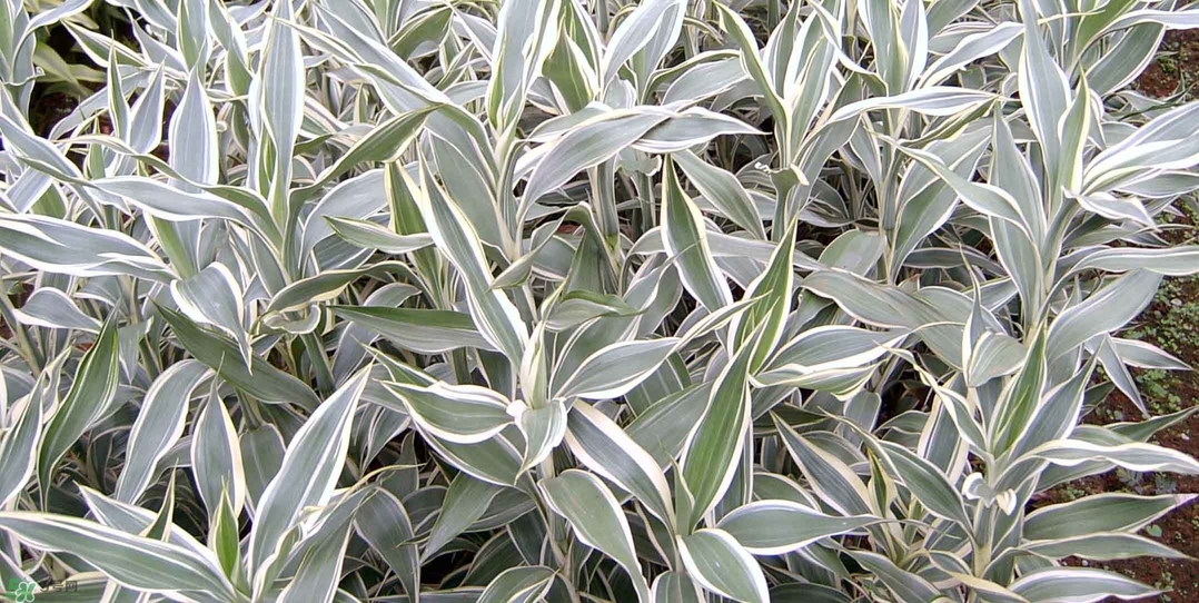 富貴竹有幾個(gè)品種？富貴竹有種子嗎？