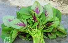 莧菜怎么種？莧菜如何種植