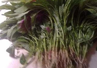 汗菜怎么摘？汗菜怎么擇