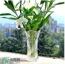 富貴竹有幾個(gè)品種？富貴竹有種子嗎？