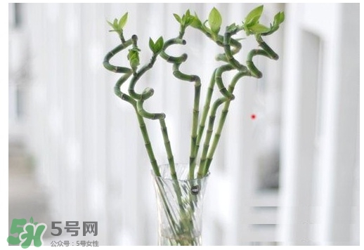富貴竹葉子發(fā)黃怎么辦？富貴竹怎么養(yǎng)才能更旺盛？