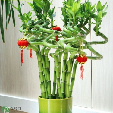 富貴竹有毒嗎？富貴竹有什么作用？