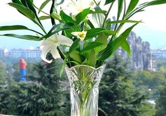 富貴竹有幾個(gè)品種？富貴竹有種子嗎？