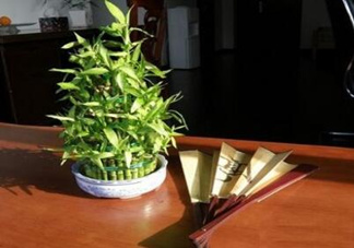 富貴竹葉子發(fā)黃怎么辦？富貴竹怎么養(yǎng)才能更旺盛？