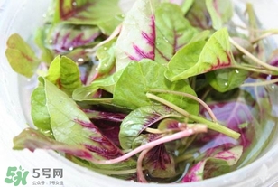 莧菜怎么洗？莧菜怎么擇