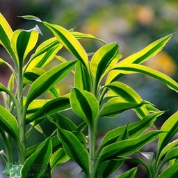 富貴竹有幾個(gè)品種？富貴竹有種子嗎？