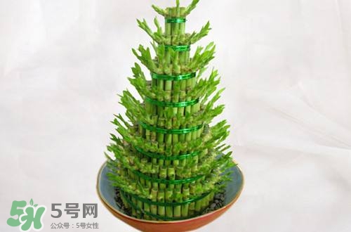 富貴竹可以和百合一起養(yǎng)嗎？富貴竹可以和什么花養(yǎng)？