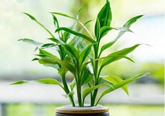 富貴竹可以和百合一起養(yǎng)嗎？富貴竹可以和什么花養(yǎng)？