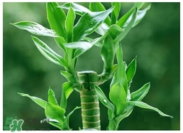 富貴竹葉子發(fā)黃怎么辦？富貴竹怎么養(yǎng)才能更旺盛？