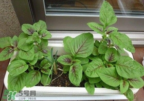 莧菜怎么種？莧菜如何種植