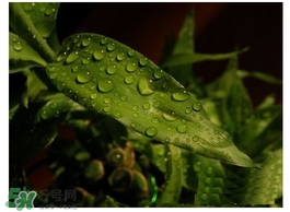 富貴竹葉子發(fā)黃怎么辦？富貴竹怎么養(yǎng)才能更旺盛？