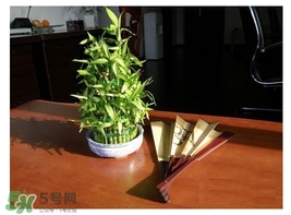 富貴竹葉子發(fā)黃怎么辦？富貴竹怎么養(yǎng)才能更旺盛？