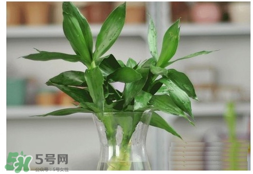 富貴竹葉子發(fā)黃怎么辦？富貴竹怎么養(yǎng)才能更旺盛？