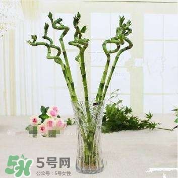 富貴竹有幾個(gè)品種？富貴竹有種子嗎？