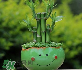 富貴竹可以和百合一起養(yǎng)嗎？富貴竹可以和什么花養(yǎng)？