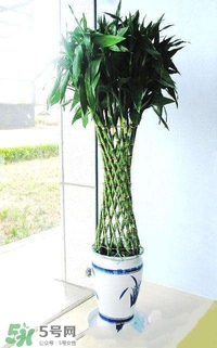 富貴竹有幾個(gè)品種？富貴竹有種子嗎？