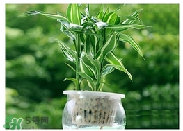 富貴竹葉子發(fā)黃怎么辦？富貴竹怎么養(yǎng)才能更旺盛？