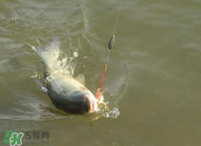 谷雨好釣魚嗎？谷雨釣魚用什么餌料？