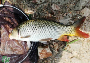 谷雨好釣魚嗎？谷雨釣魚用什么餌料？