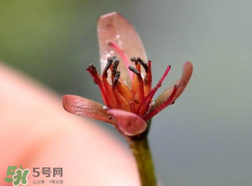 莼菜是什么菜？莼菜是荷葉嗎？