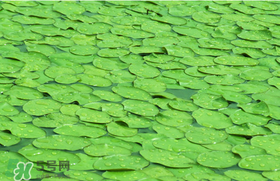 莼菜可以生吃嗎？莼菜怎么吃？