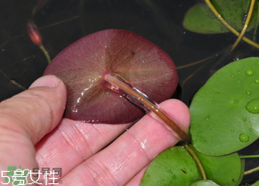 ?莼菜什么時(shí)節(jié)有？莼菜什么時(shí)候采摘？