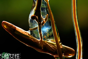 ?莼菜什么時(shí)節(jié)有？莼菜什么時(shí)候采摘？