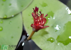 莼菜能放冰箱嗎？莼菜怎么保存？