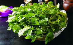 西洋菜怎么摘洗？西洋菜怎么洗才干凈