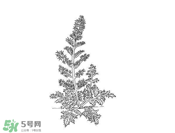 白蒿孕婦能吃嗎？孕婦可以吃白蒿嗎？