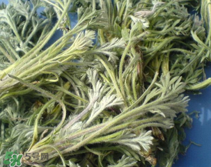 白蒿能治黃疸嗎？白蒿水可以治黃疸嗎？