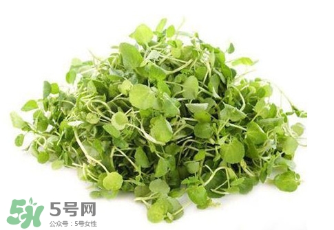 孕婦能吃西洋菜嗎？孕婦可以吃西洋菜嗎